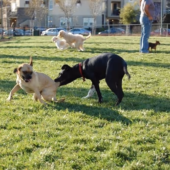 Commons Park Dog Park photo 1